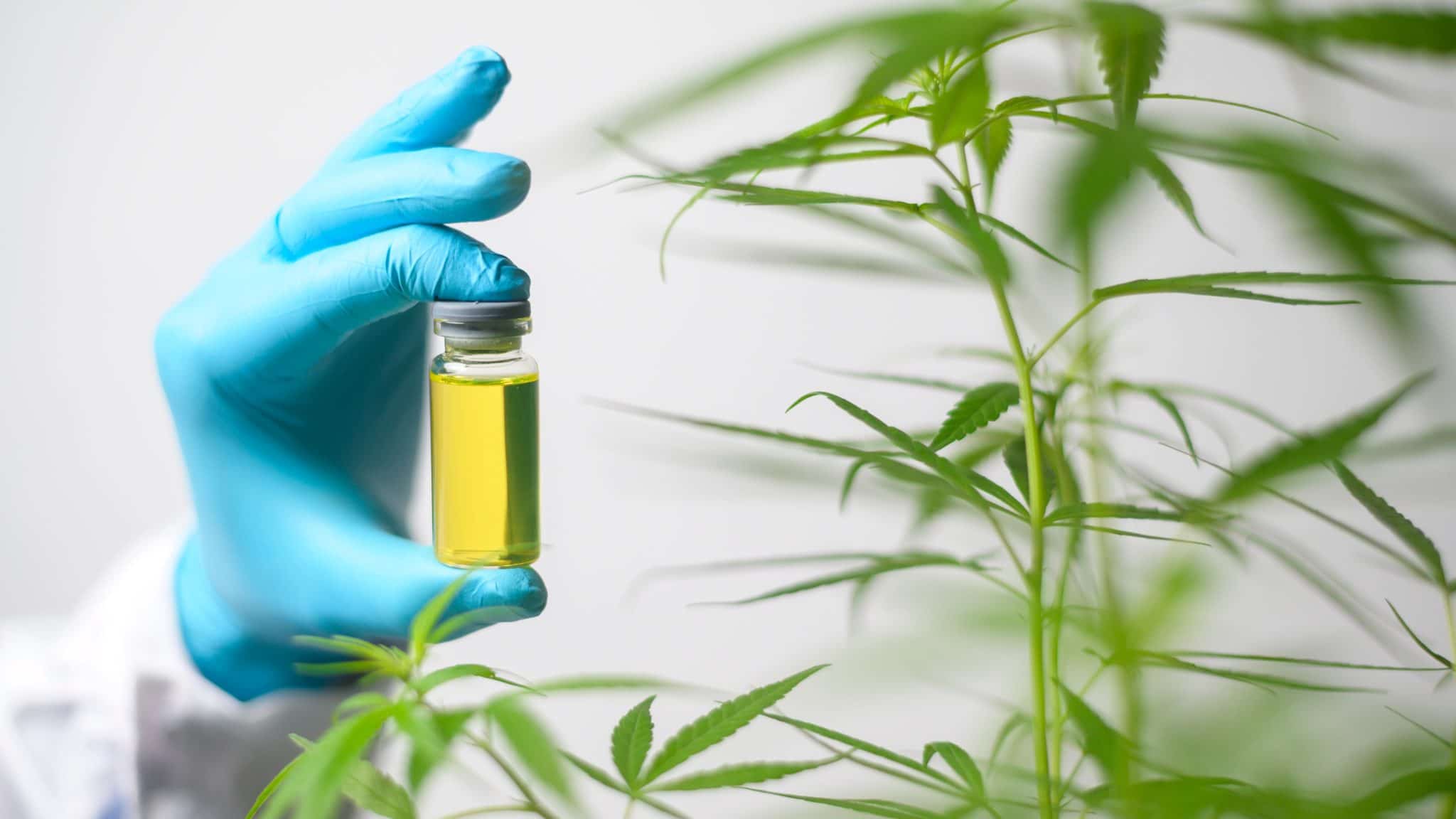 Learn about the best CBD oils here