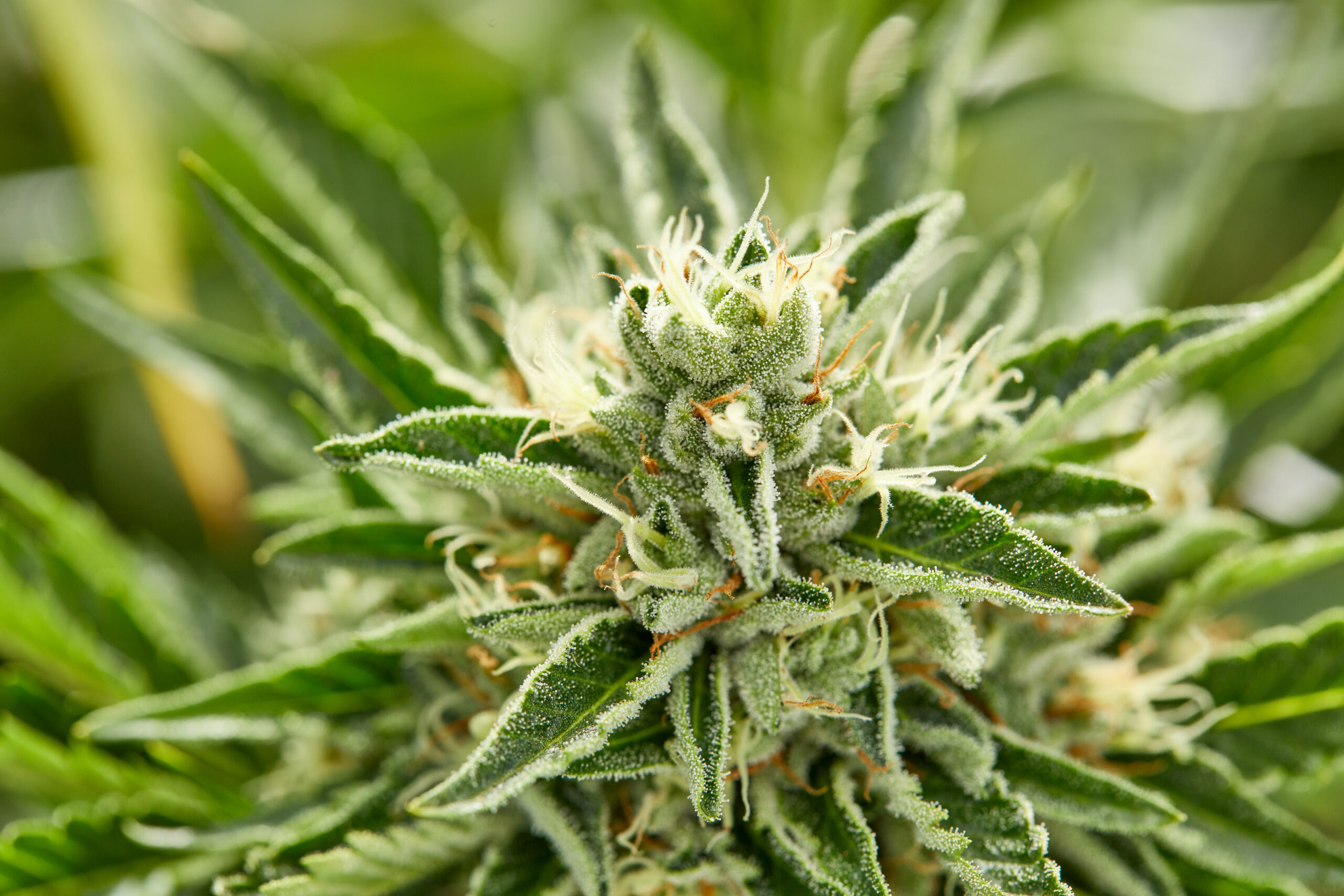 THCA Flower and Its Potential Anti-inflammatory Effects