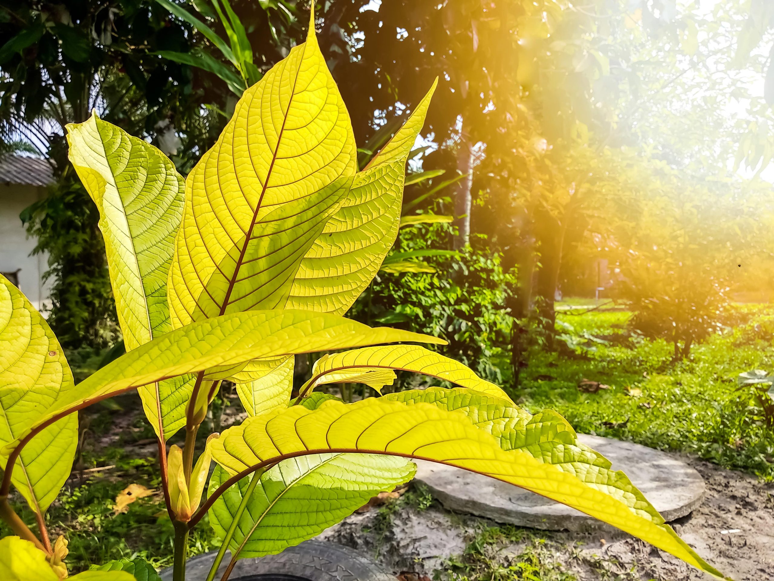 kratom preparation