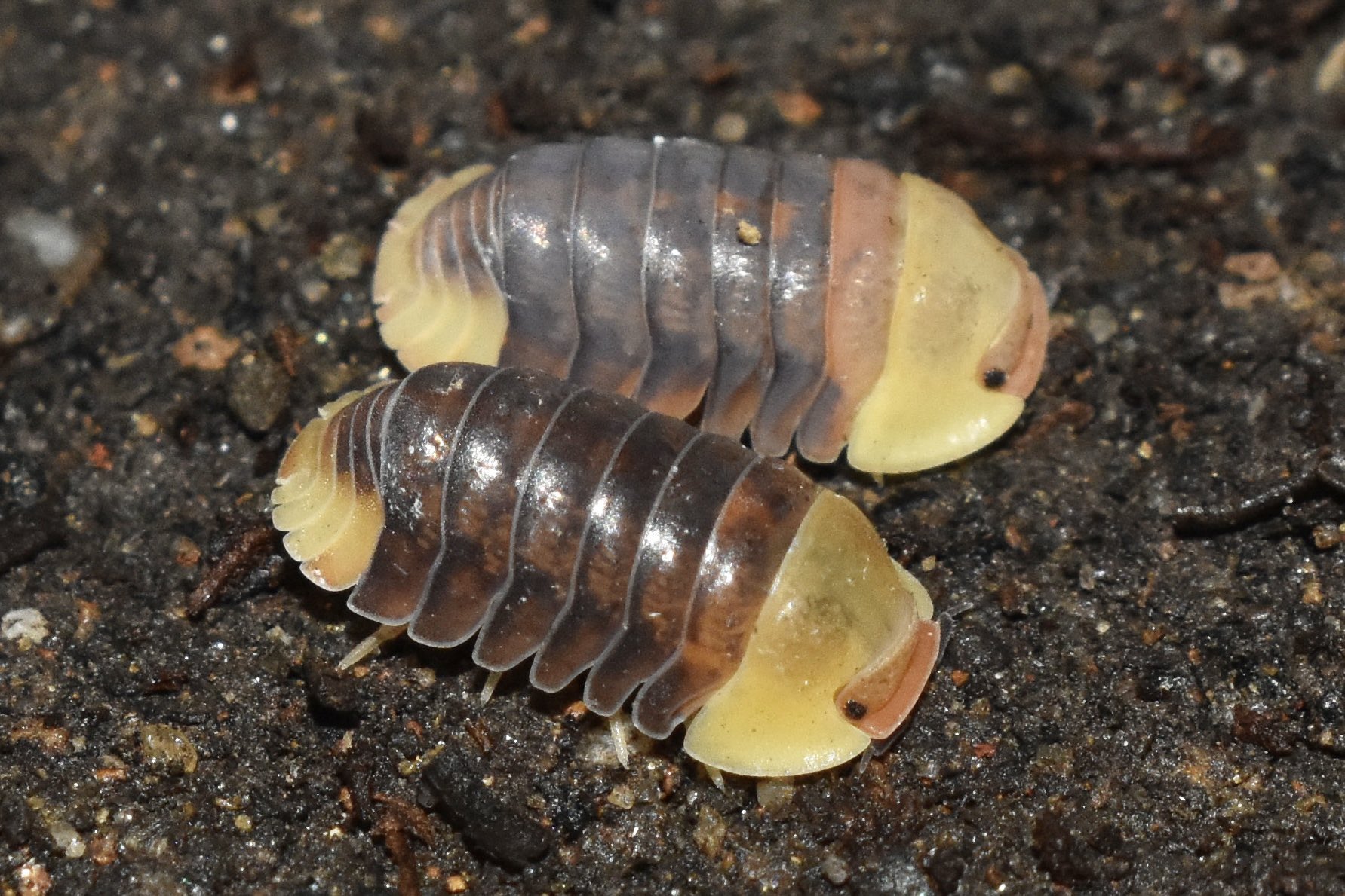 what do isopods eat