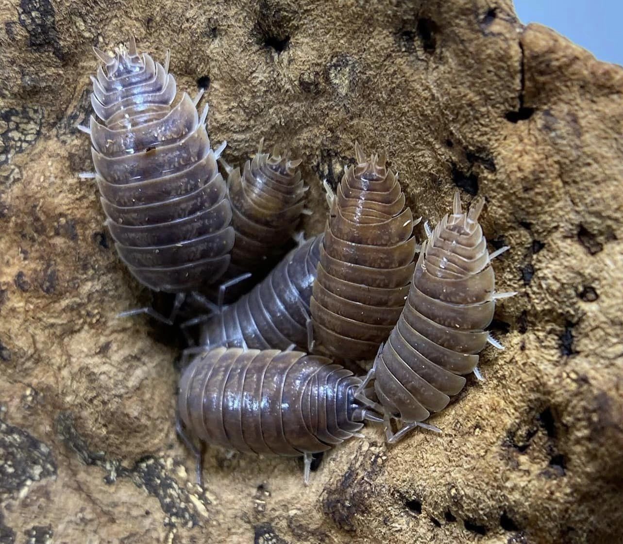 giant isopods