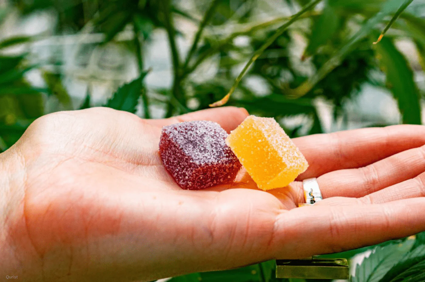 Organic CBD Gummies Delivering Gentle Relaxation Throughout Ongoing Pain Relief Journeys